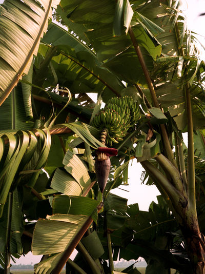 SCHMOTT PingPong 513