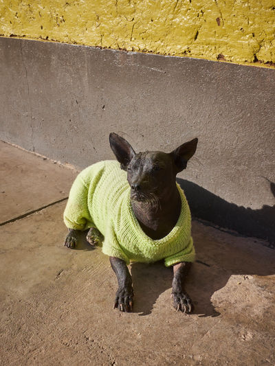 SCHMOTT PingPong 520