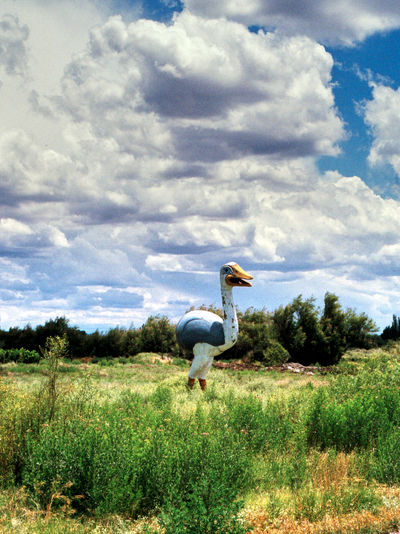 SCHMOTT PingPong 538