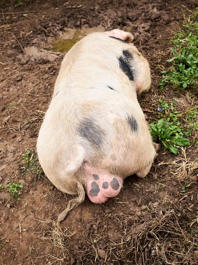 SCHMOTT PingPong 560