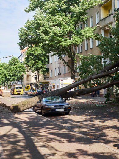 SCHMOTT PingPong 562