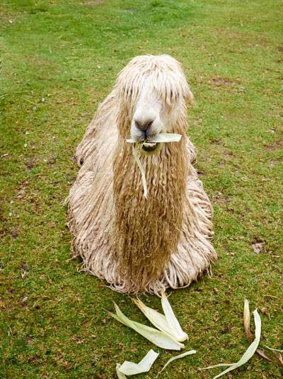 SCHMOTT PingPong 594