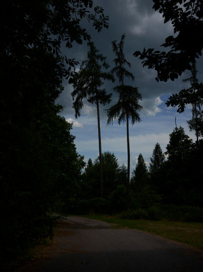 SCHMOTT PingPong 605