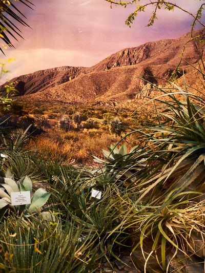 SCHMOTT PingPong 606