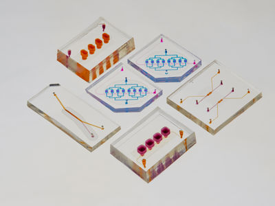 SCHMOTT Bio-Chips - ZEIT Campus