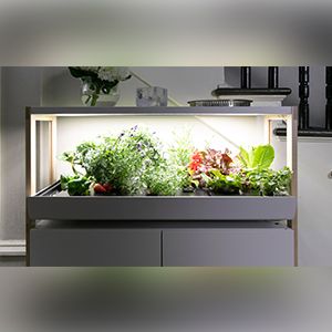 Indoor Garden- Birthday Gift For Wife