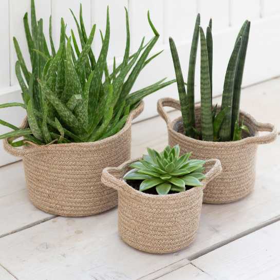 Plants in pots - unique Diwali gifting ideas