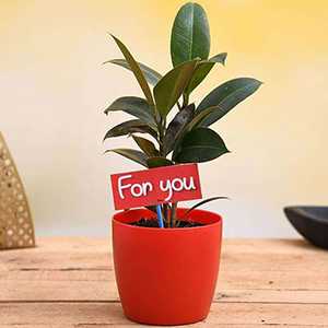 Plants - return gifts for wedding