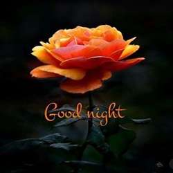 love-roses-beautiful-good-night-tring(2)