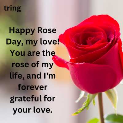 Wishes on Happy Rose Day My Love Husband