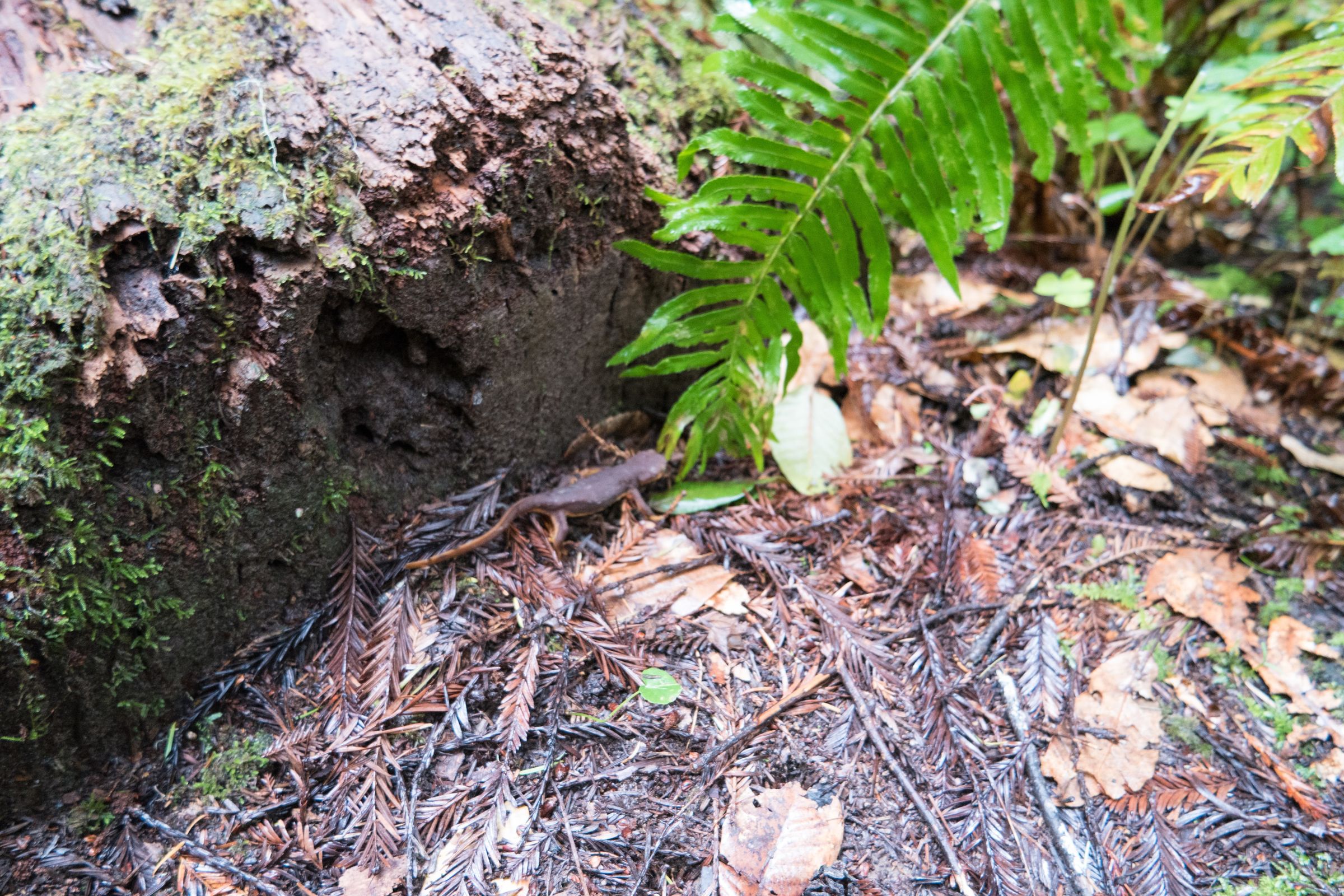 One of many newts I saw that was crossing Timms Creek Trail.