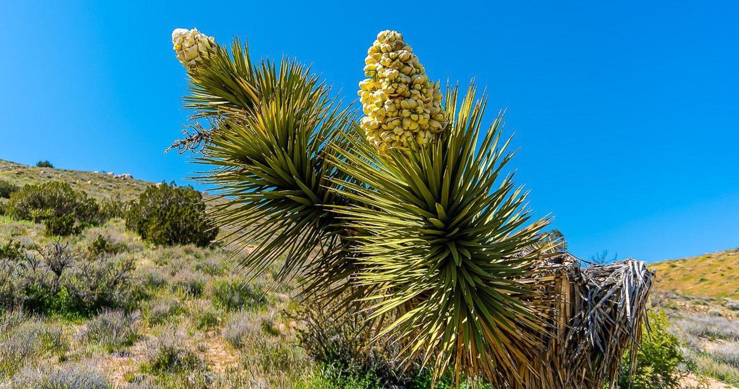 Near the start of the Bonita Vista Trailhead