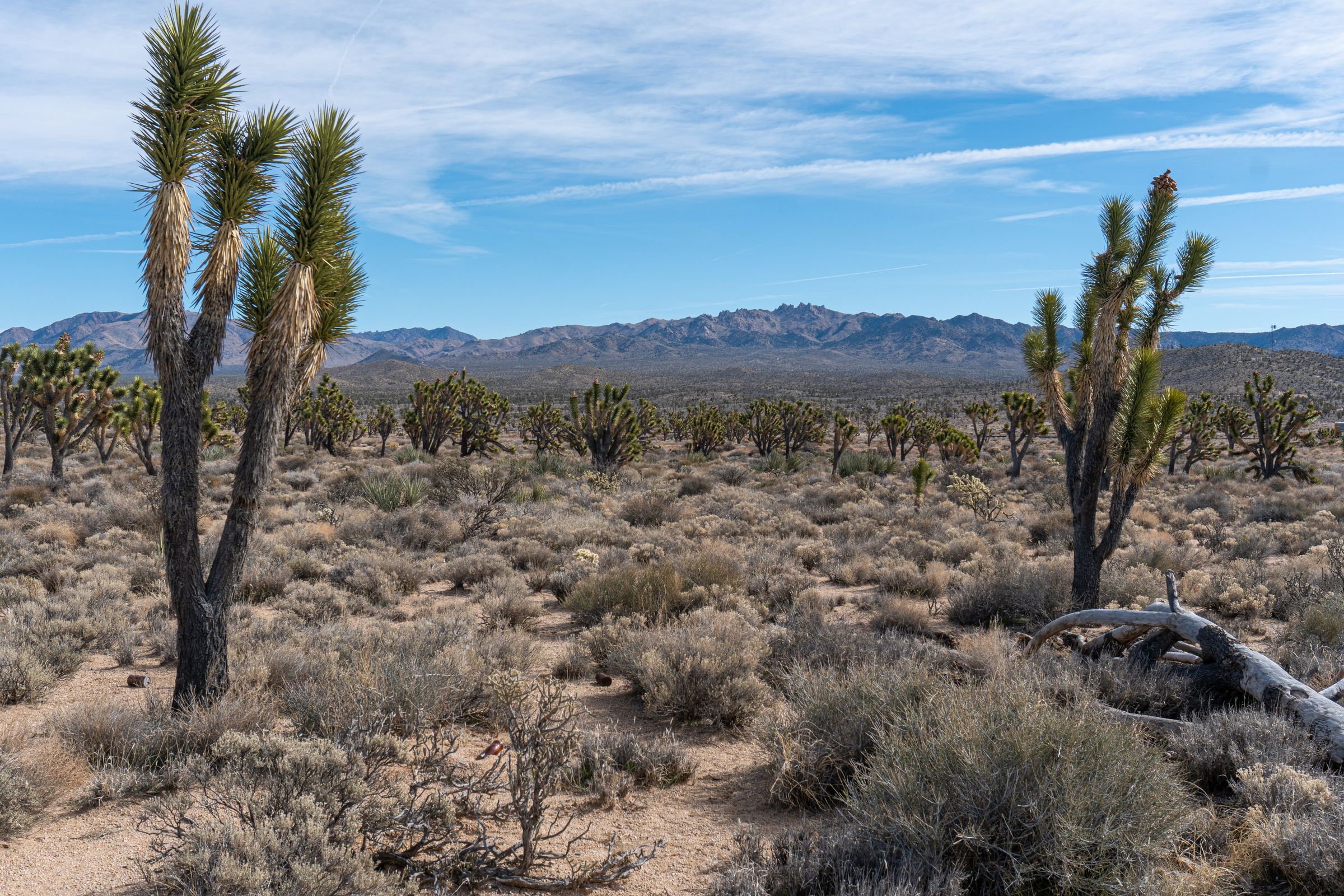 Just off Cima Rd near Cima, looking South towards Mid Hills Campground