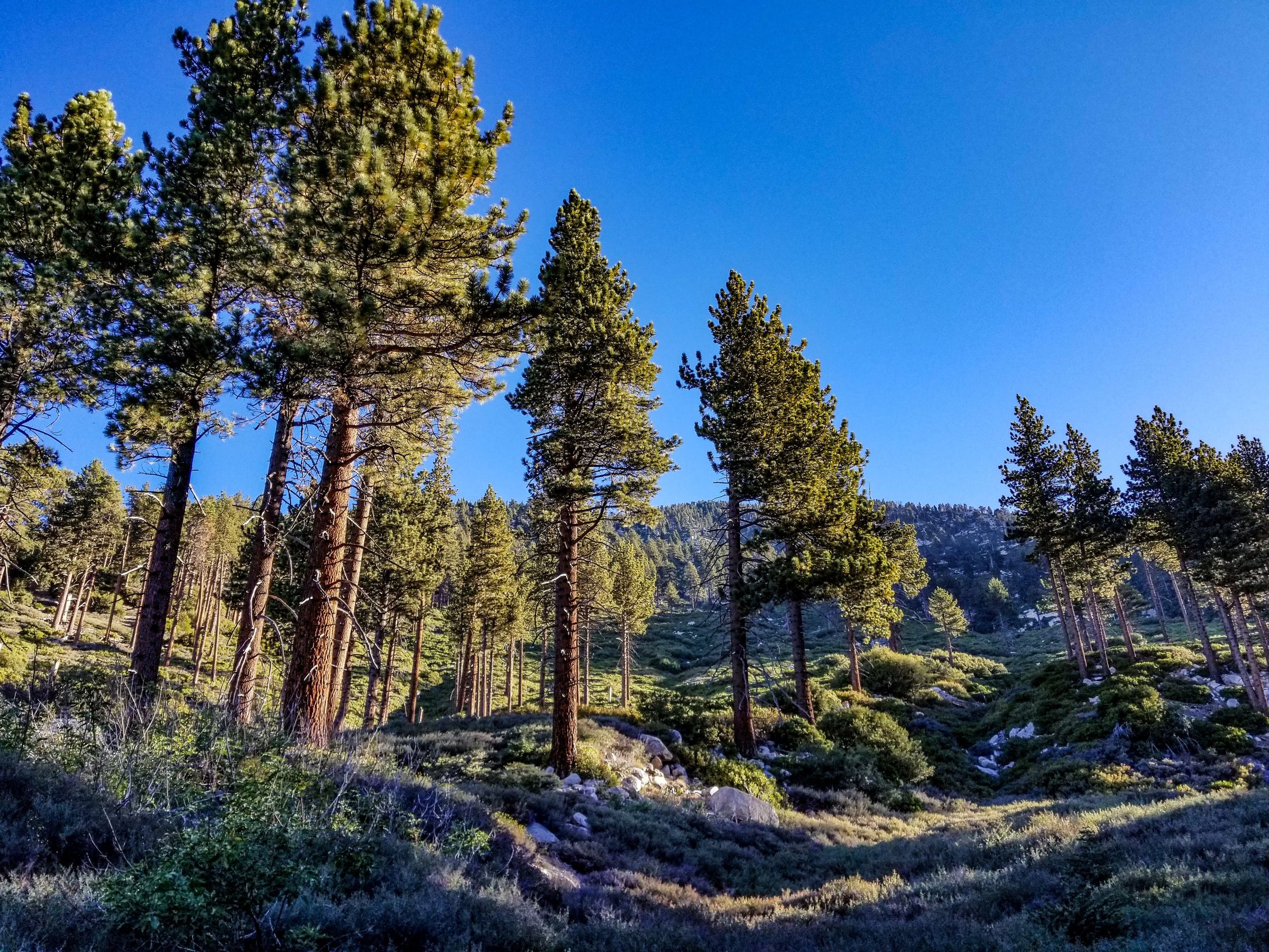 Beautiful pines between Vivian Creek and Halfway Camps