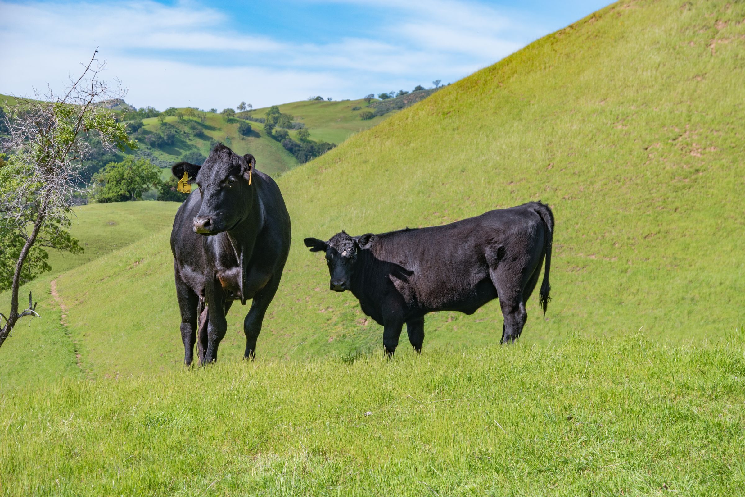 Some of the many cows of the East Bay Regional Park System