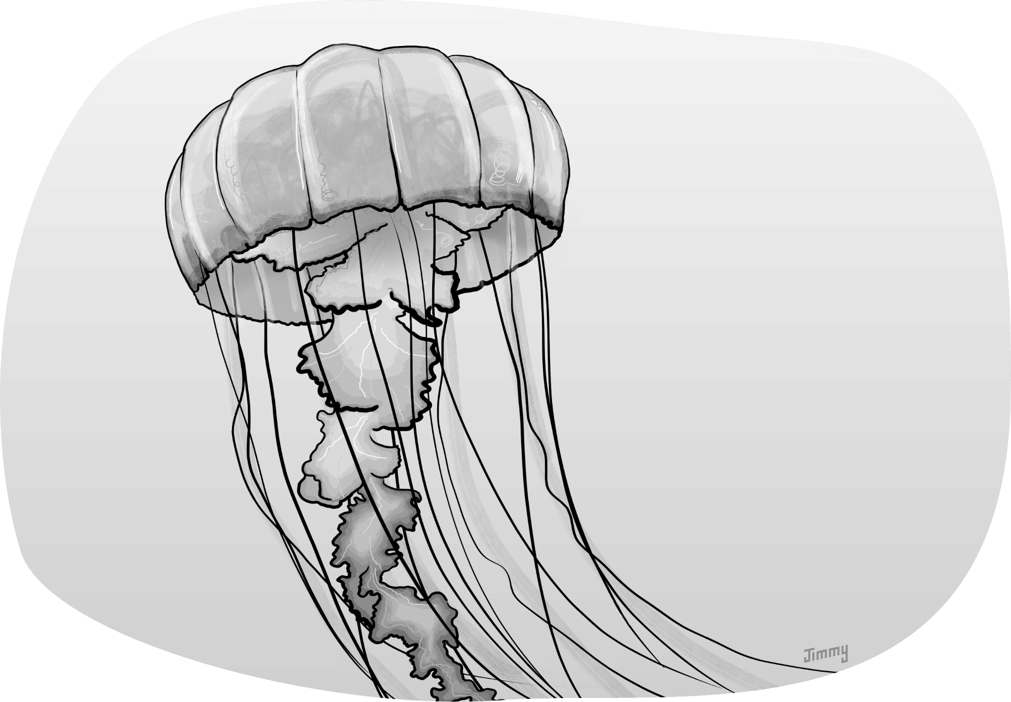 Illustration of a jellyfish.