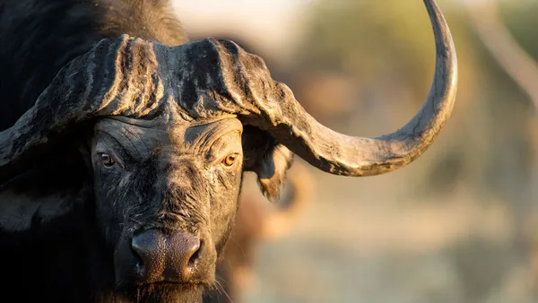 Serengeti