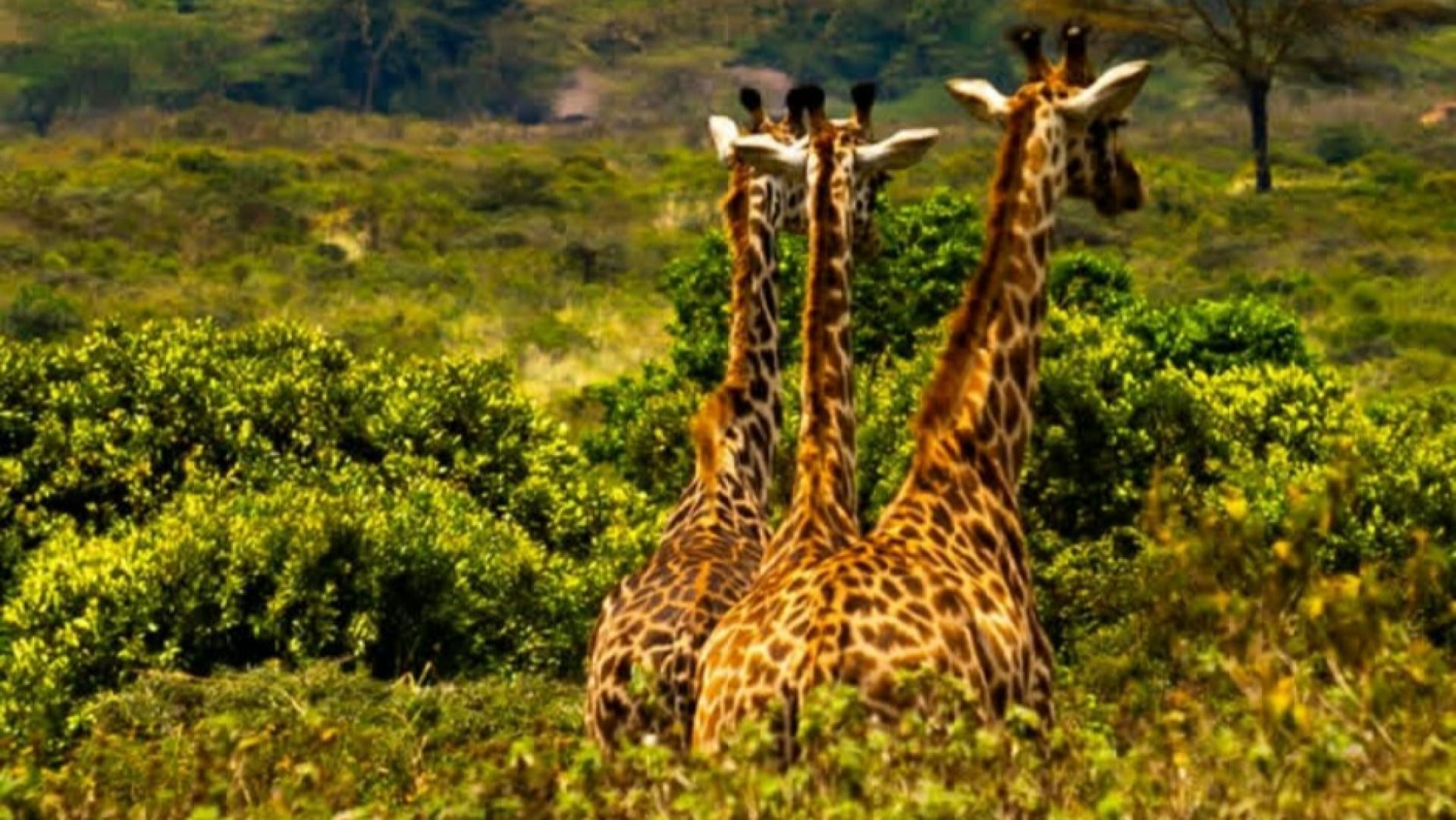 ARUSHA NATIONAL PARK