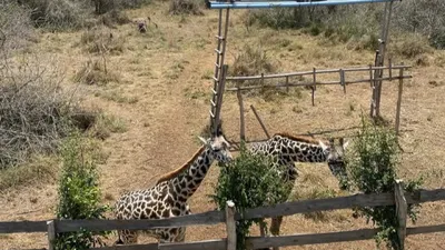KIROMO ZOO ADVENTURE PACKAGES