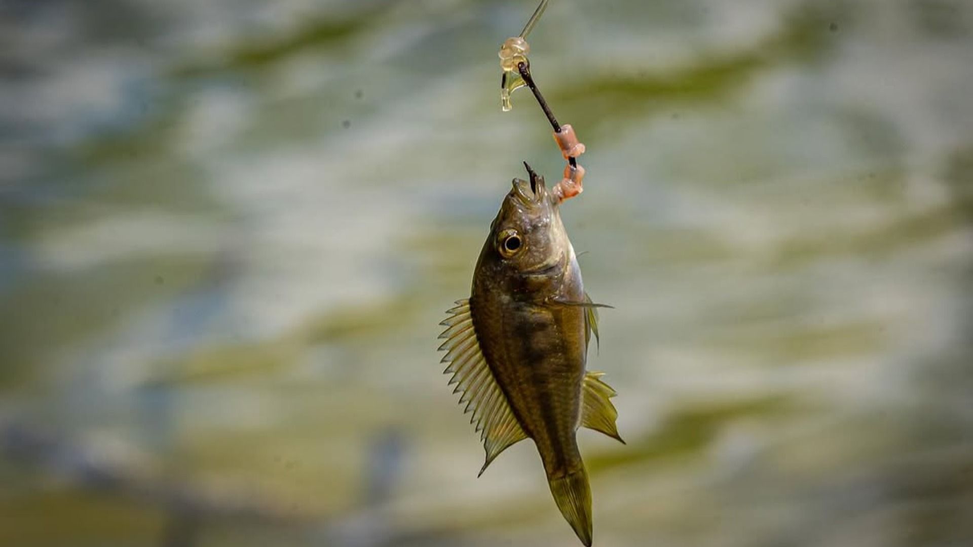 VIKINDU FOREST RESERVE