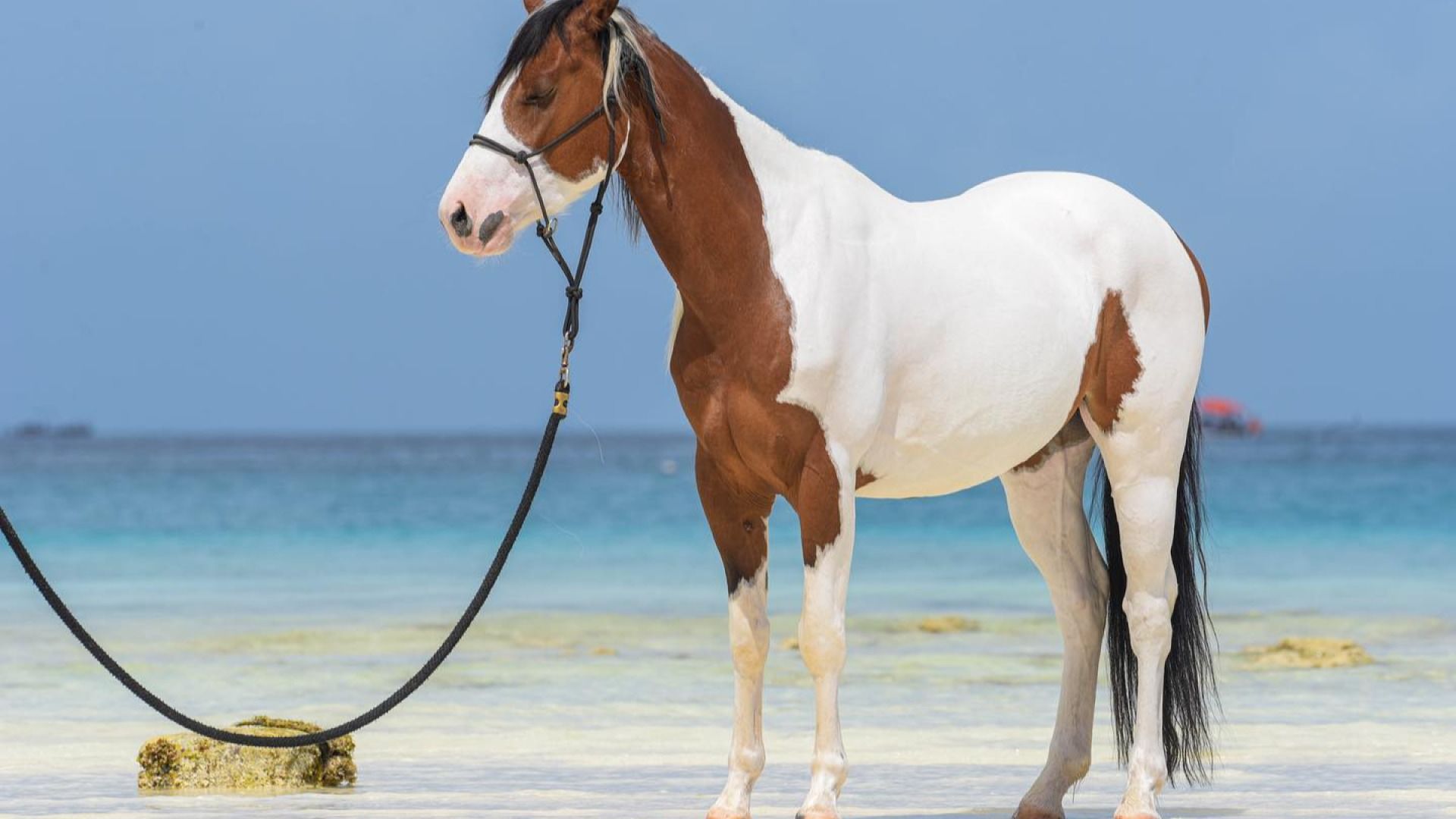 HORSEBACK RIDING ADVENTURE.