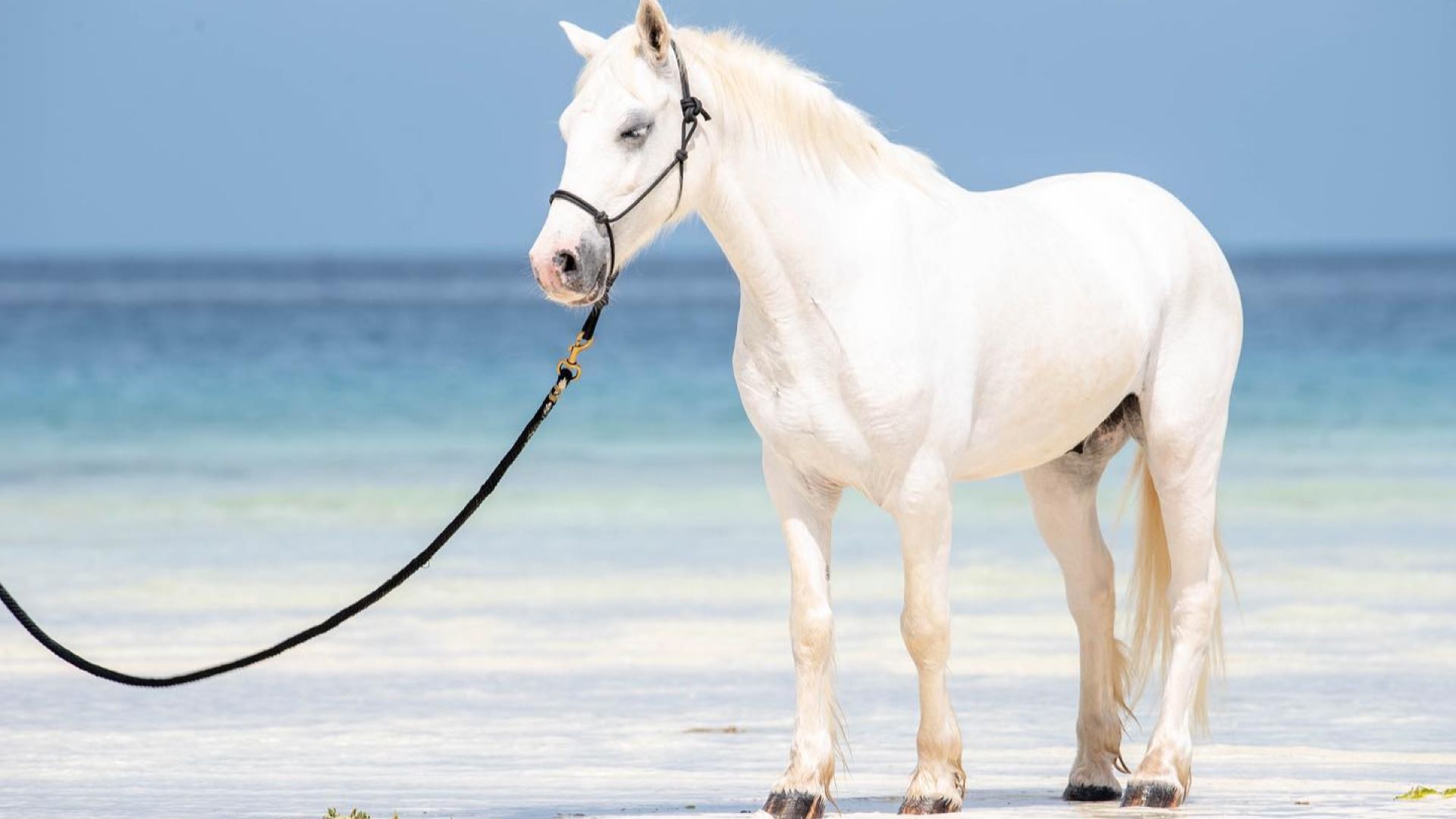 HORSEBACK RIDING ADVENTURE.