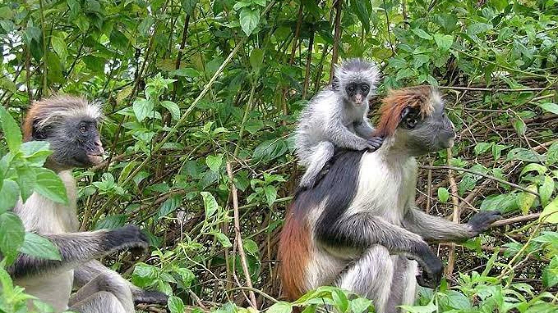 JOZANI FOREST ADVENTURE