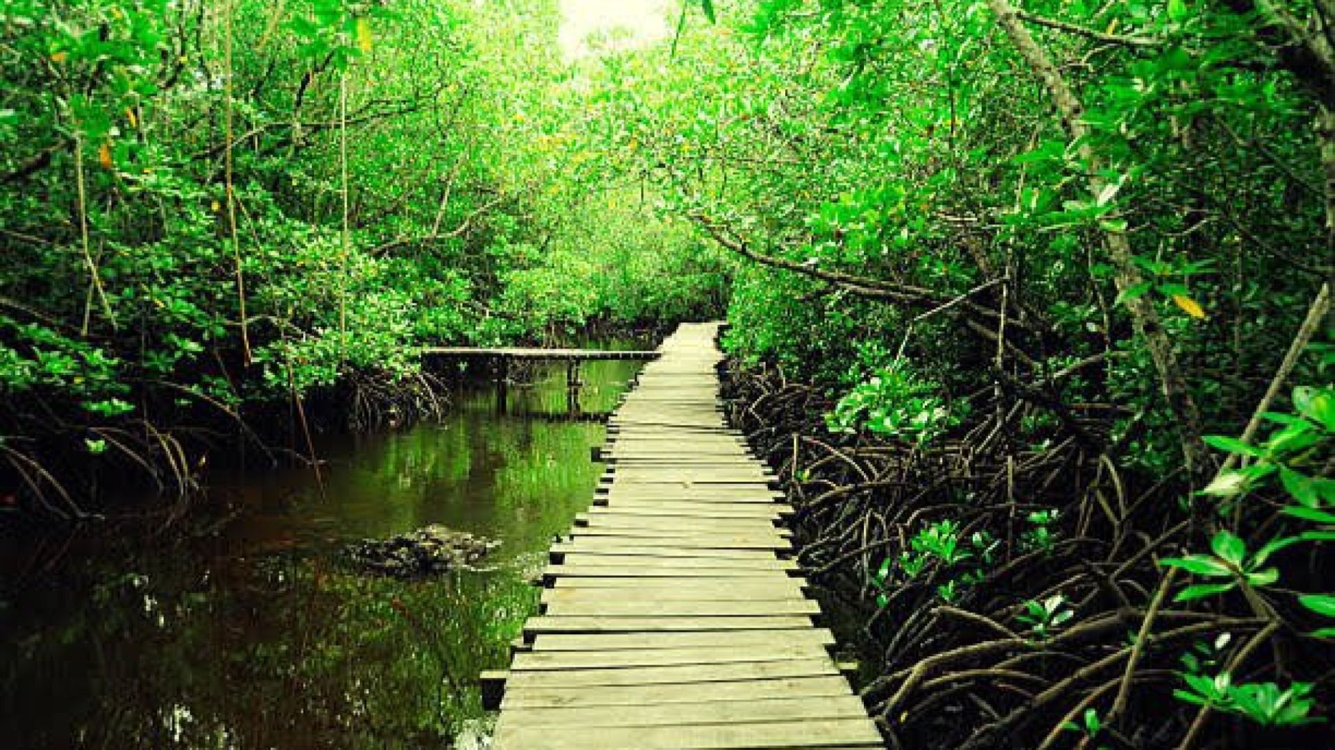 JOZANI FOREST ADVENTURE