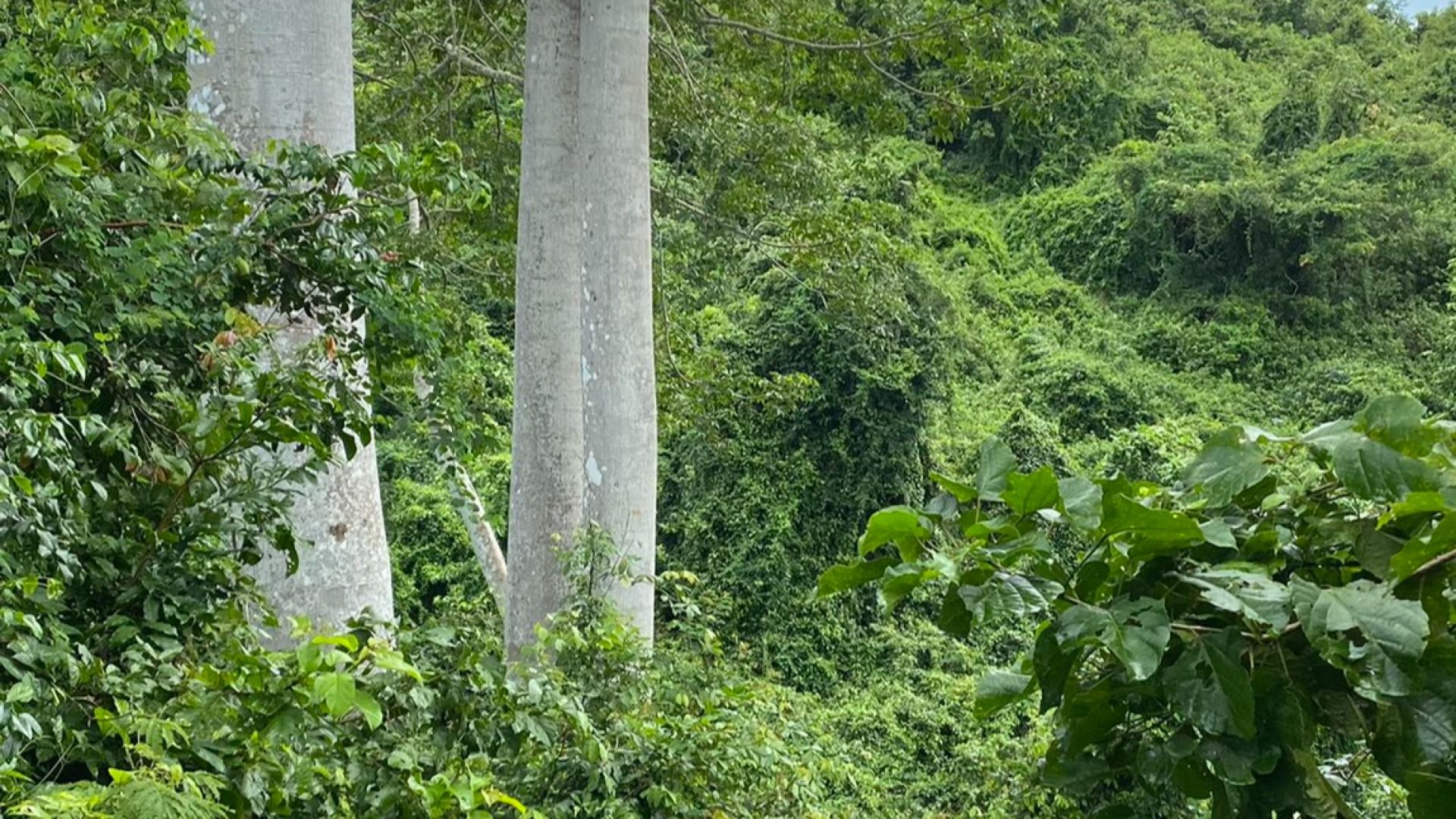 PUGU HILL ADVENTURES... 