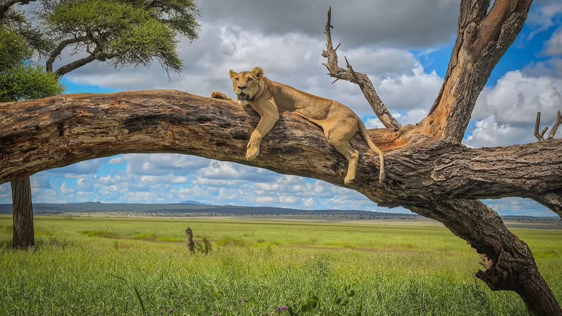 4-Day Safari: Serengeti, Tarangire & Ngorongoro adventure