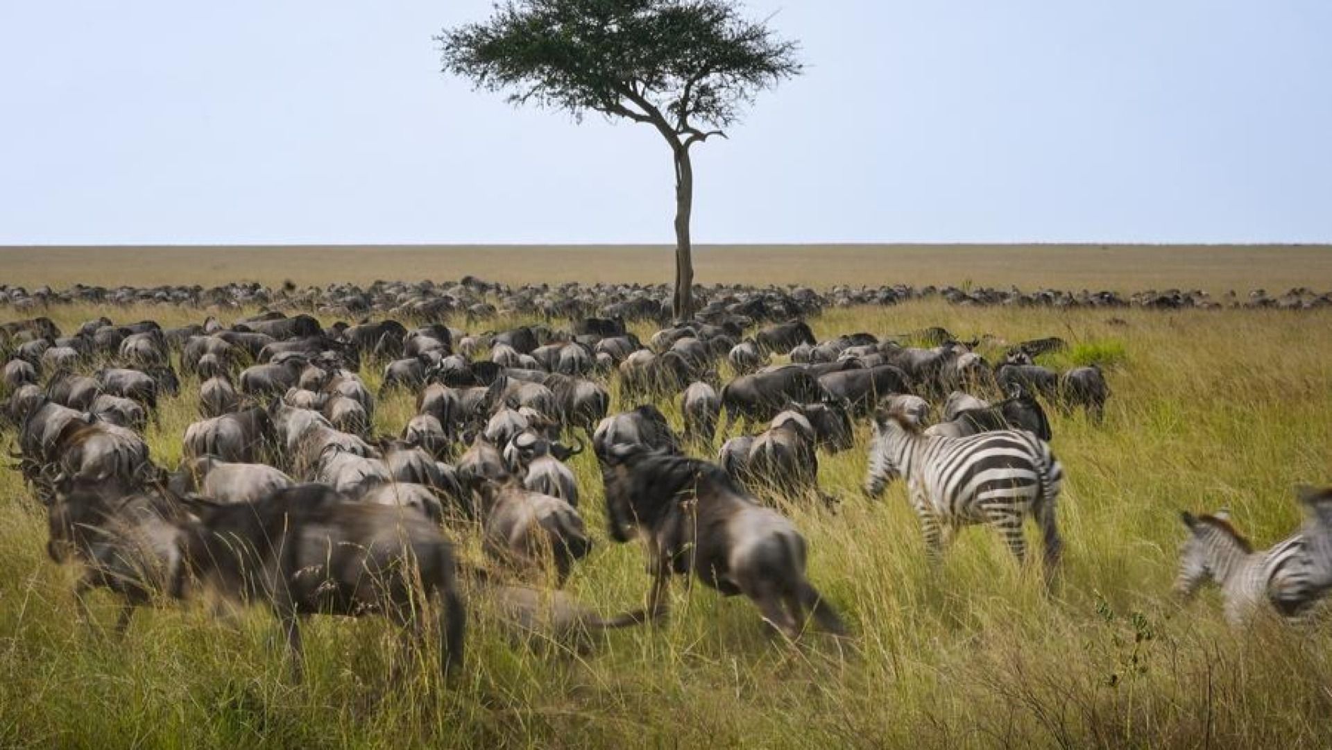 Northern Serengeti Safari: 6 Days / 5 Nights