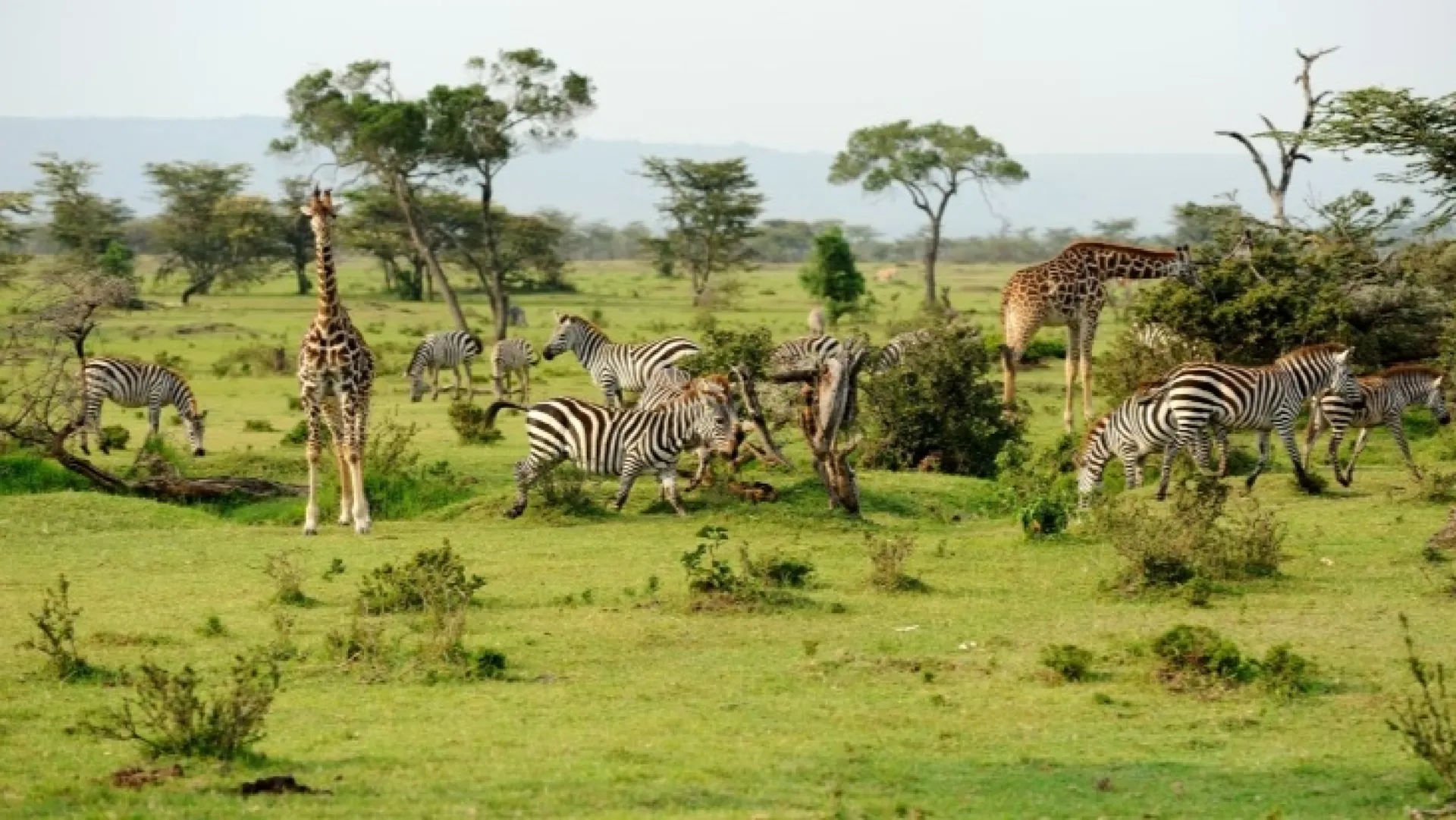 3-Day Tanzania Wildlife Discovery Safari