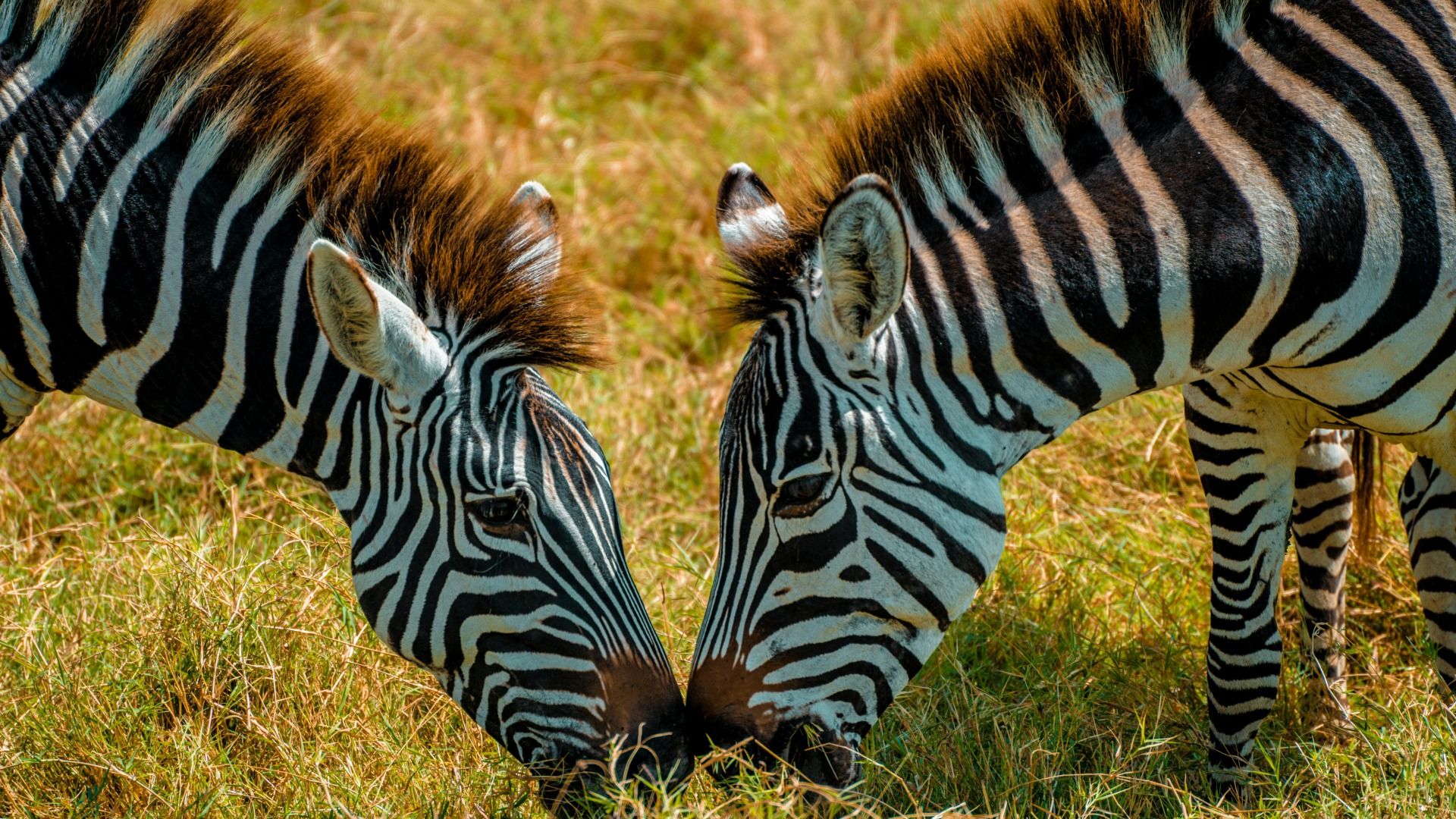 2 Days Mikumi Adventure