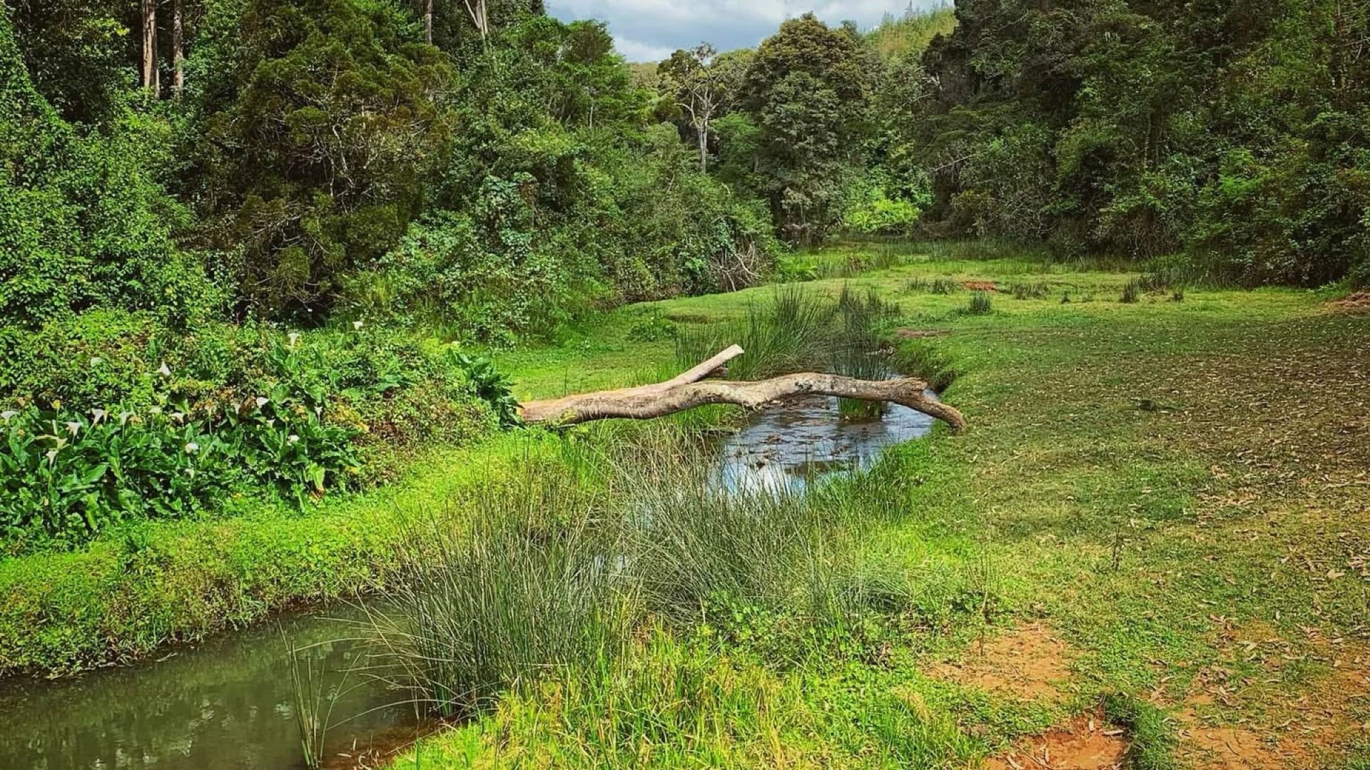 Lushoto Day Trip: Town and Coffee Tour