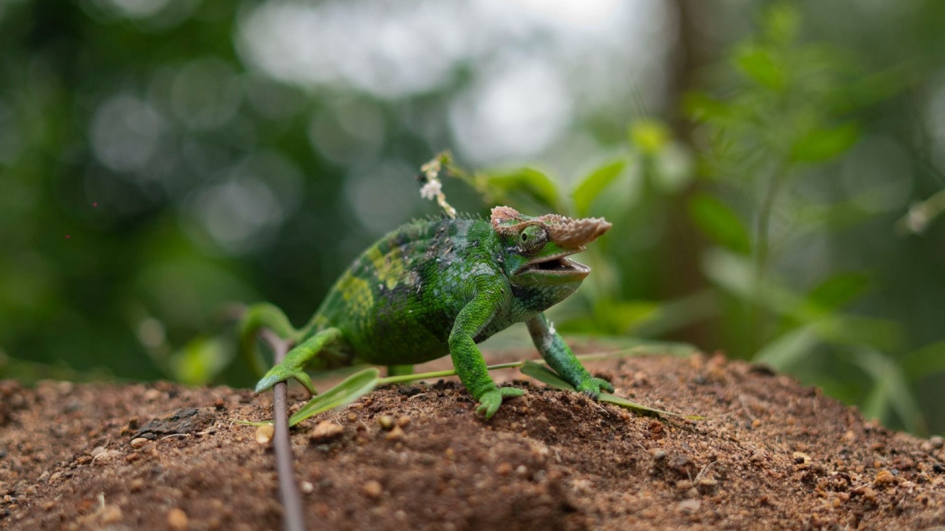 Lushoto & Mtae 4-Day Mountain Adventure