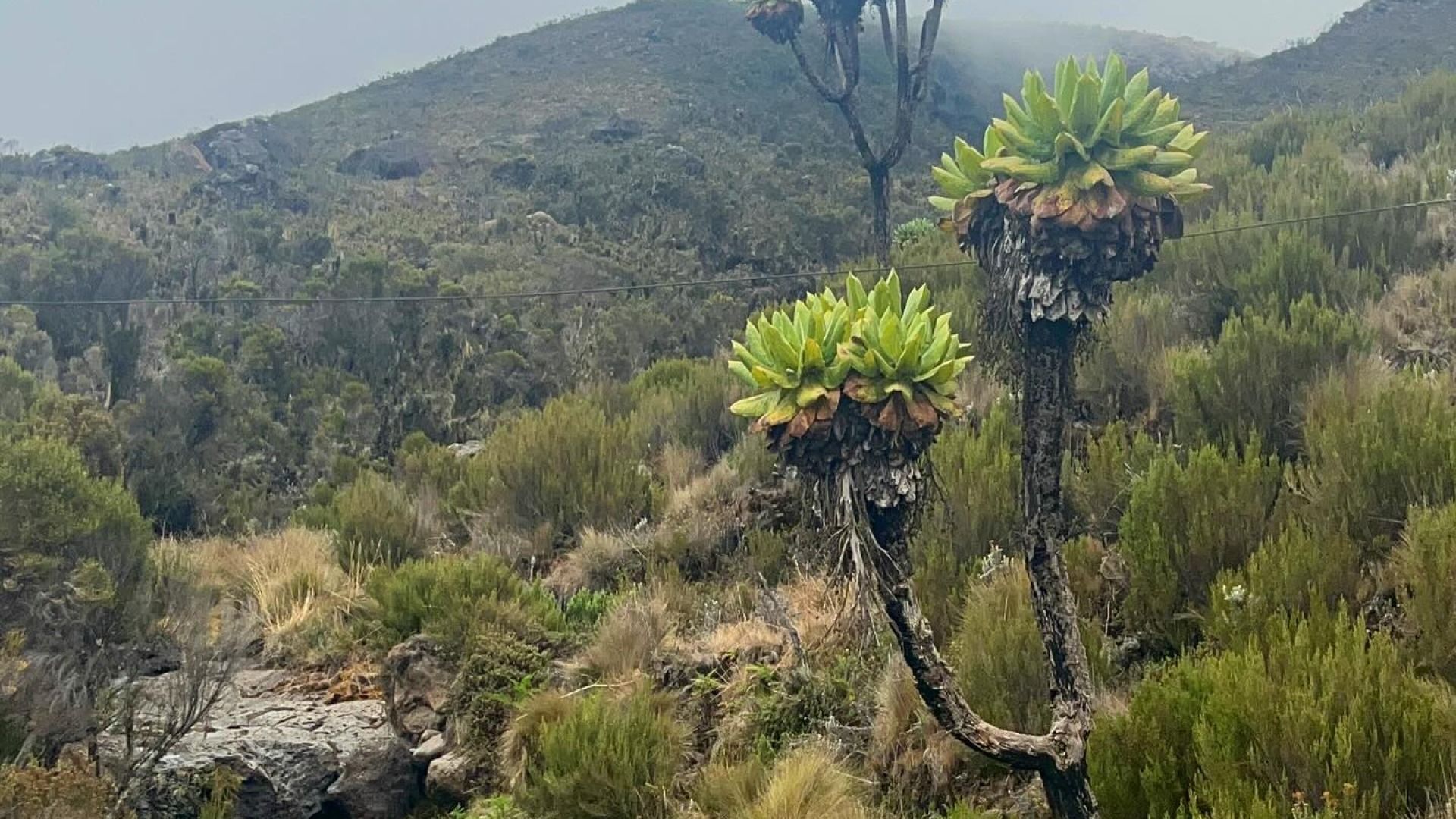 Kilimanjaro 7-Day  Lemosho Route Trekking Tour