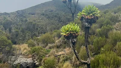 Kilimanjaro 7-Day  Lemosho Route Trekking Tour
