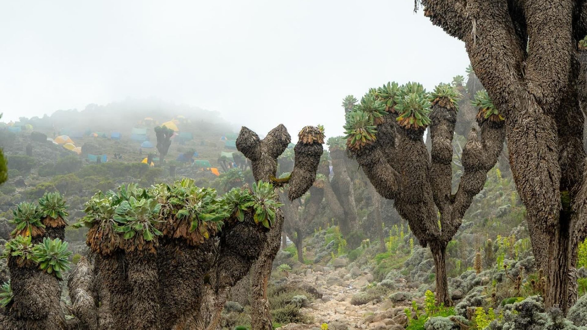Shira Day Hike: Mount Kilimanjaro Experience
