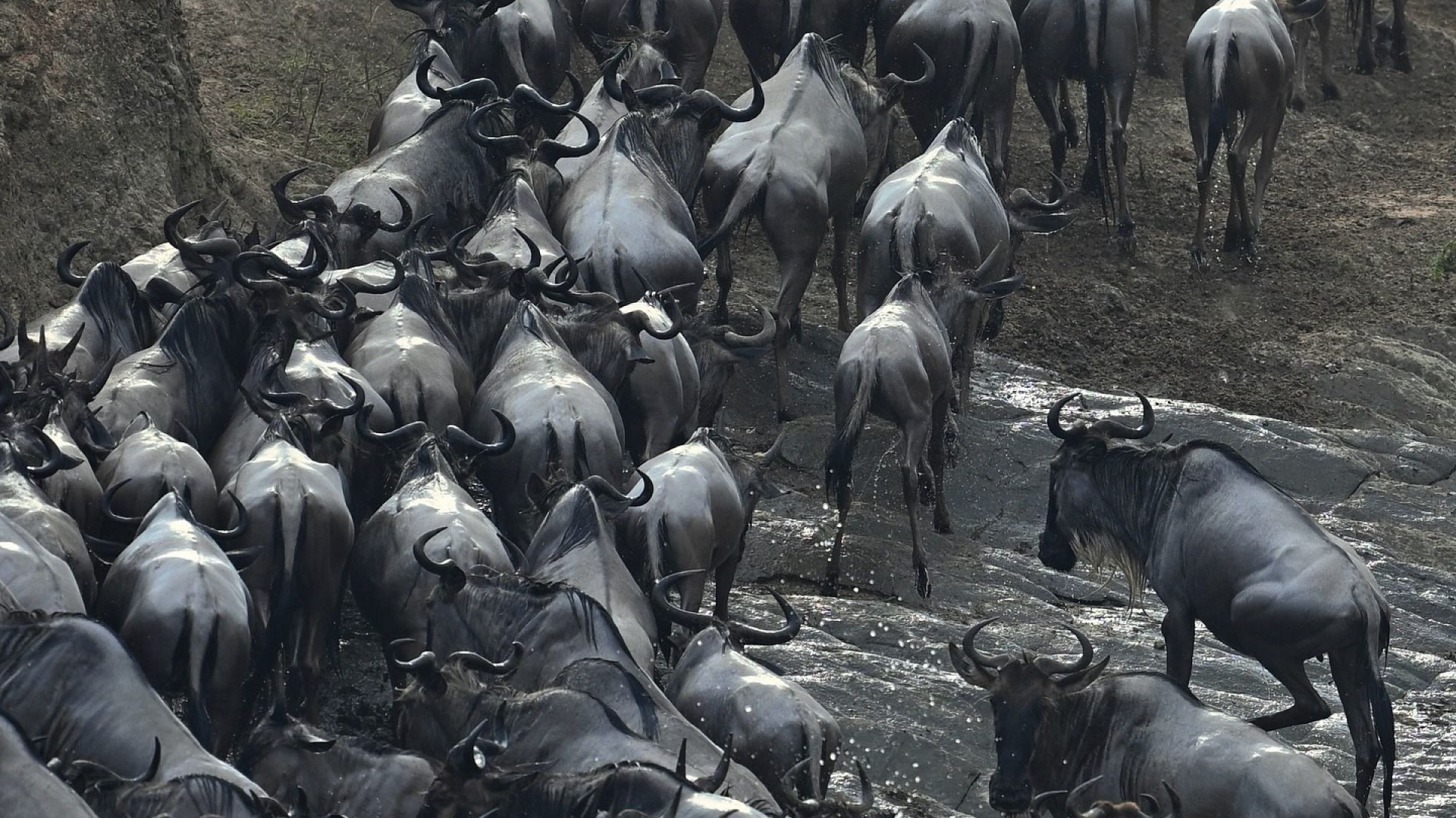 The Great Migration & Big Five Safari: 6 Days / 5 Nights ( Mid- range )