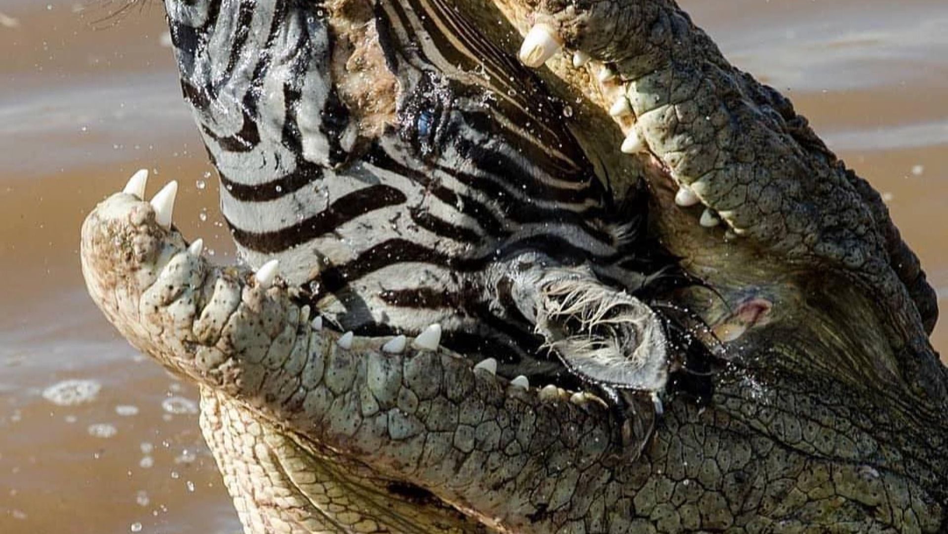 The Great Migration & Big Five Safari: 6 Days / 5 Nights ( Mid- range )