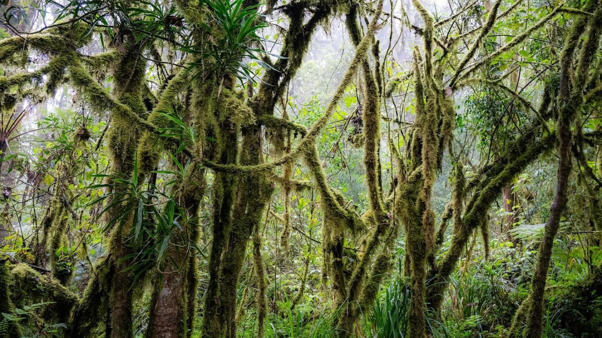 8-Day Lemosho Route: Ultimate Kilimanjaro Trek