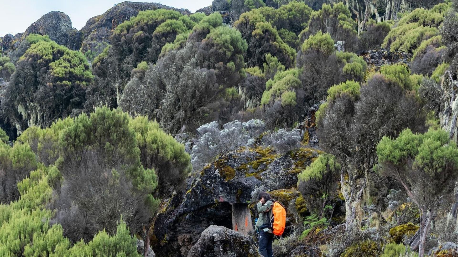 8-Day Lemosho Route: Ultimate Kilimanjaro Trek