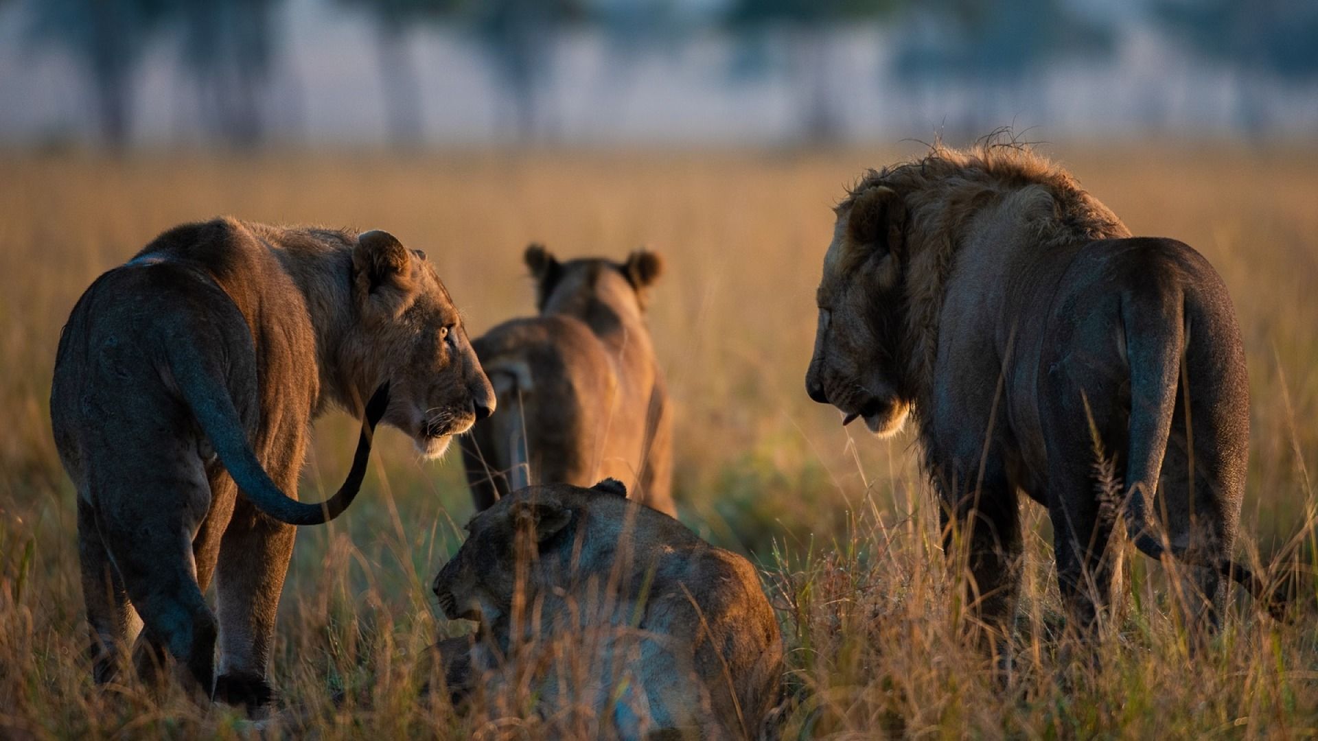 Big Five & Maasai Experience Safari – 5 Days Adventure