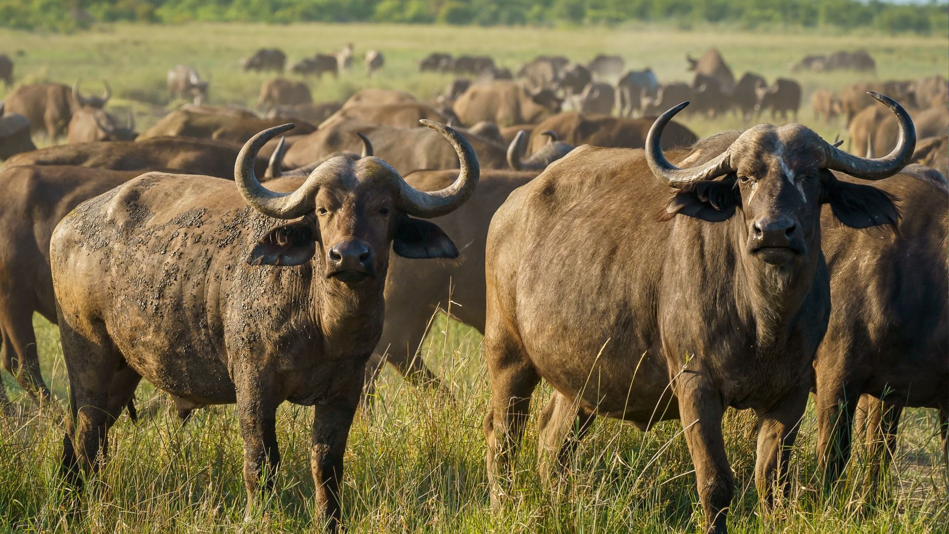 Mikumi & Uluguru Highlands Adventure: 3-Day Safari