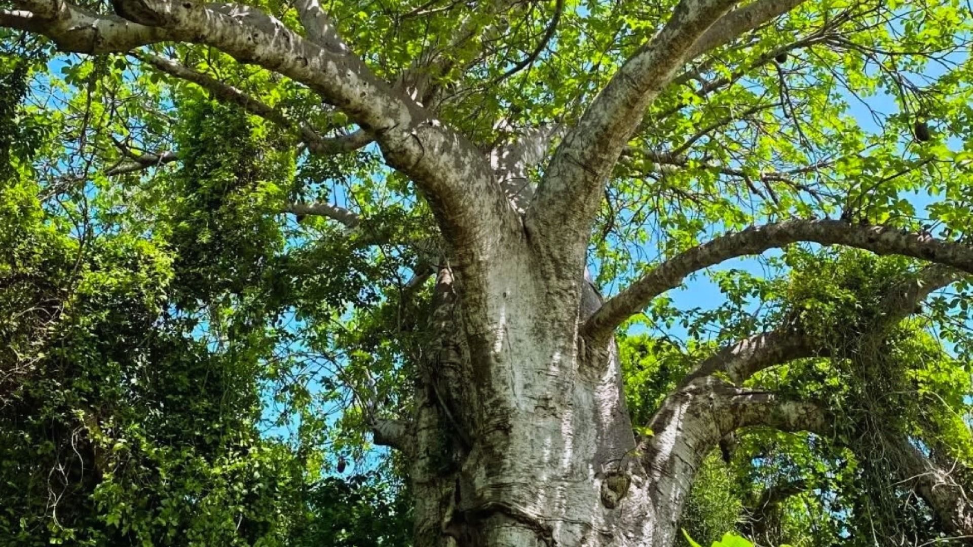 Mbudya Island Nature Walk & Beach Tour
