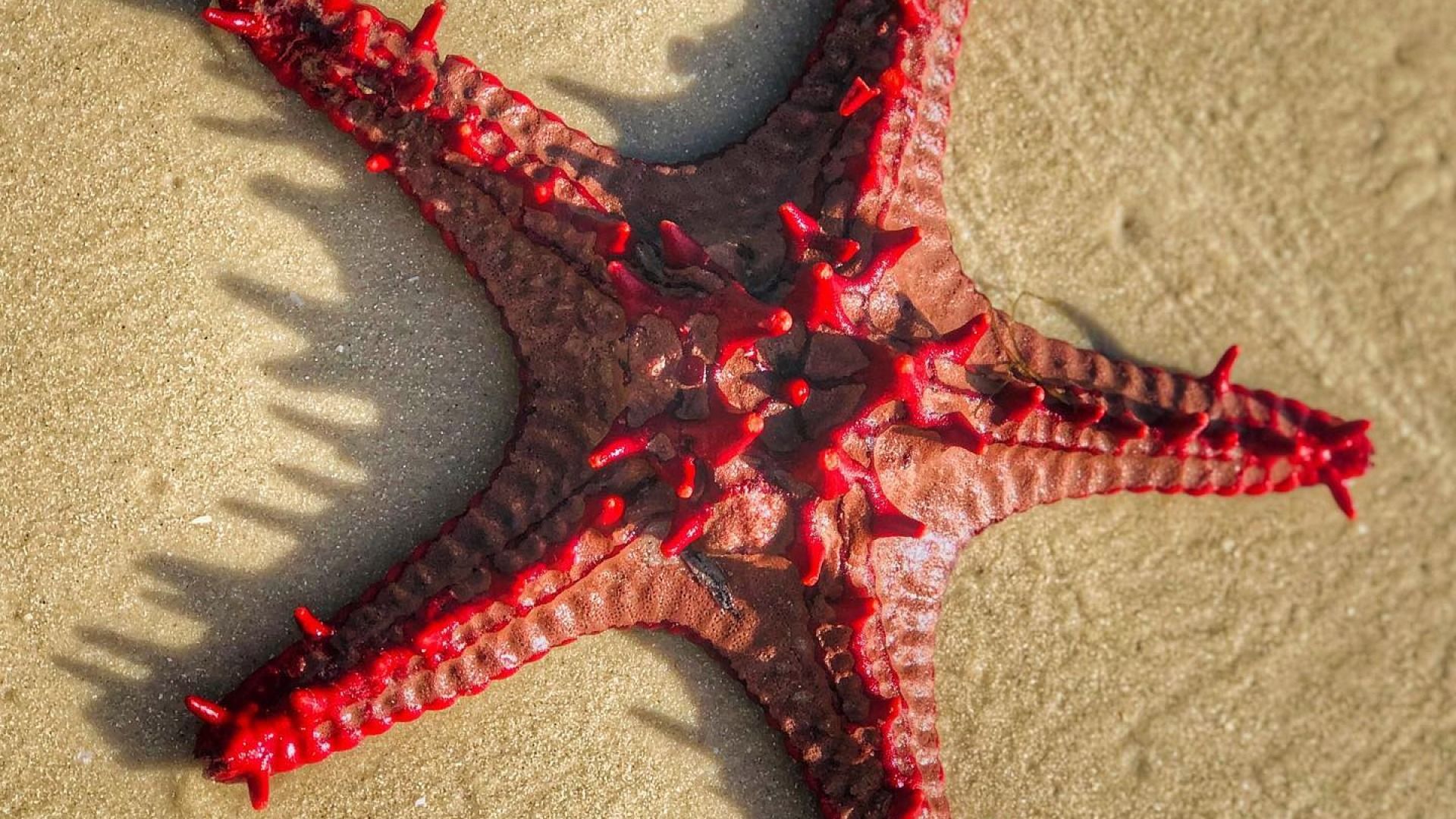 Bongoyo Island Swimming & Snorkeling: Day trip