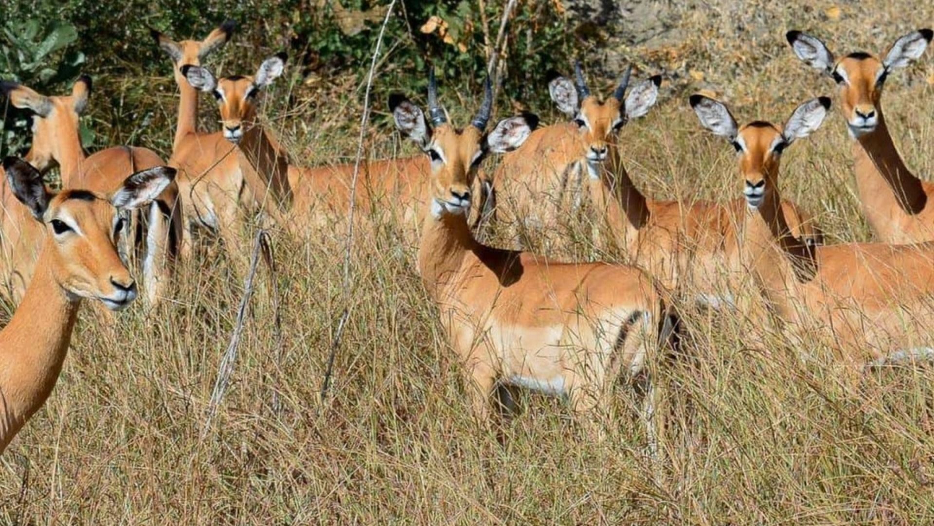 3-Day Saadani National Park Safari: Bush, Boat & Beach