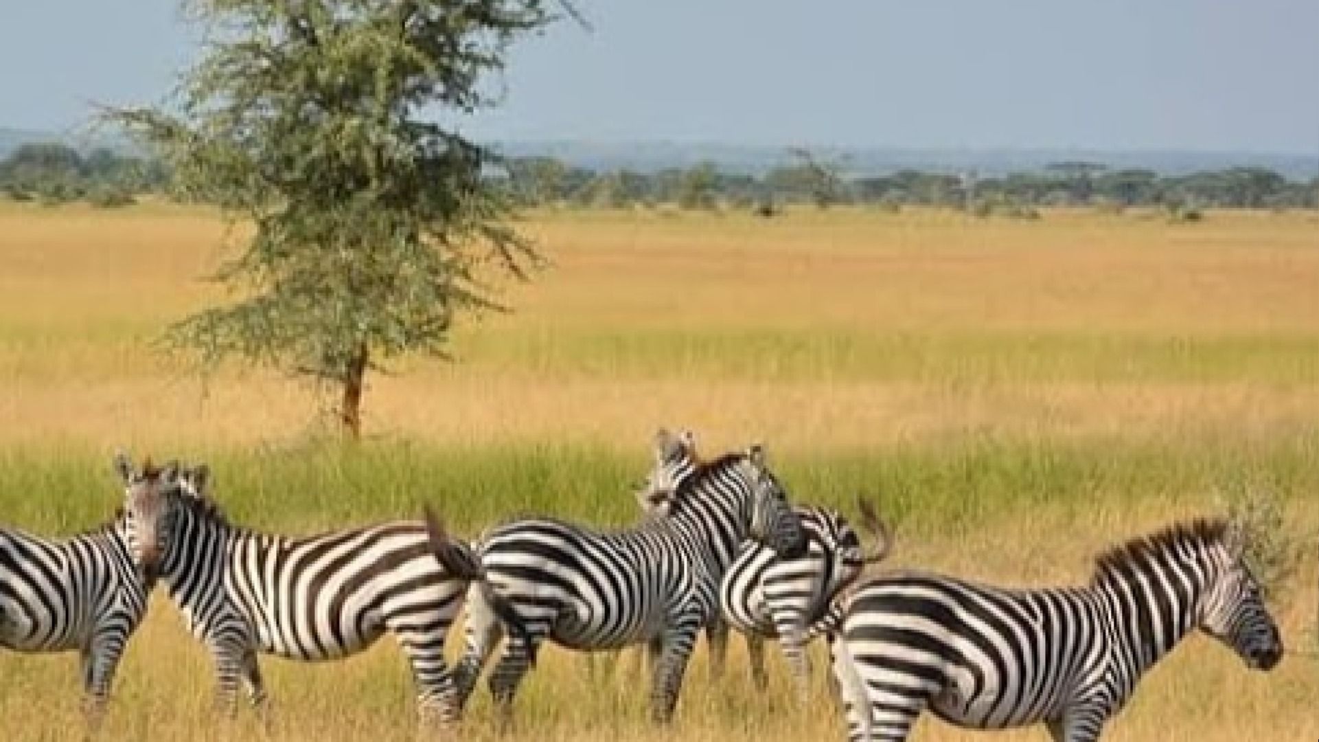 3-Day Saadani National Park Safari: Bush, Boat & Beach