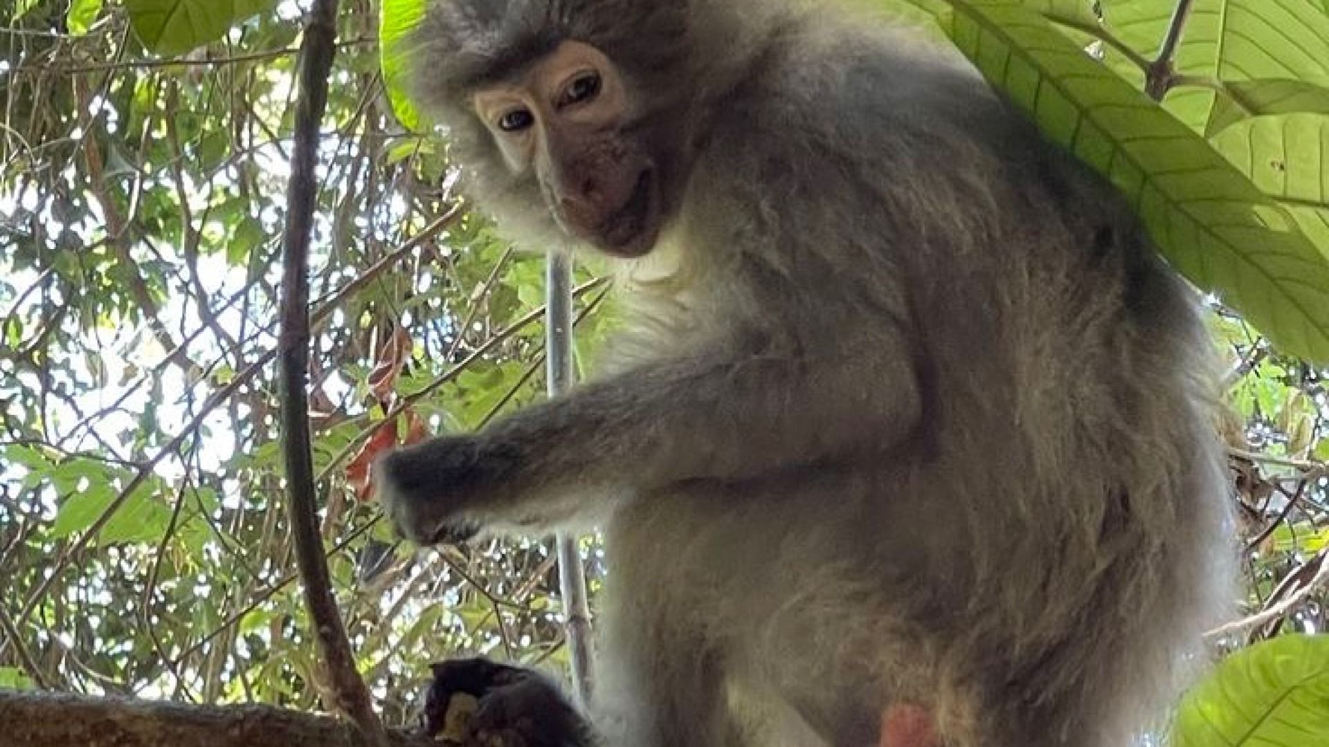 3-Day Udzungwa Hiking & Mikumi Game Drive Adventure