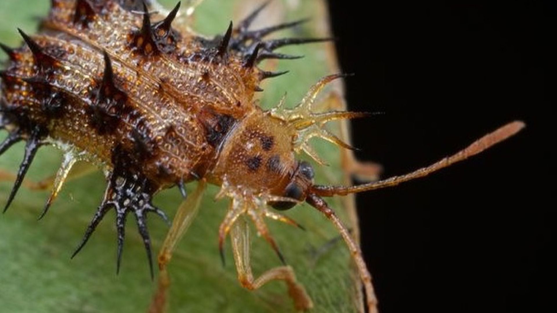 3-Day Udzungwa Hiking & Mikumi Game Drive Adventure